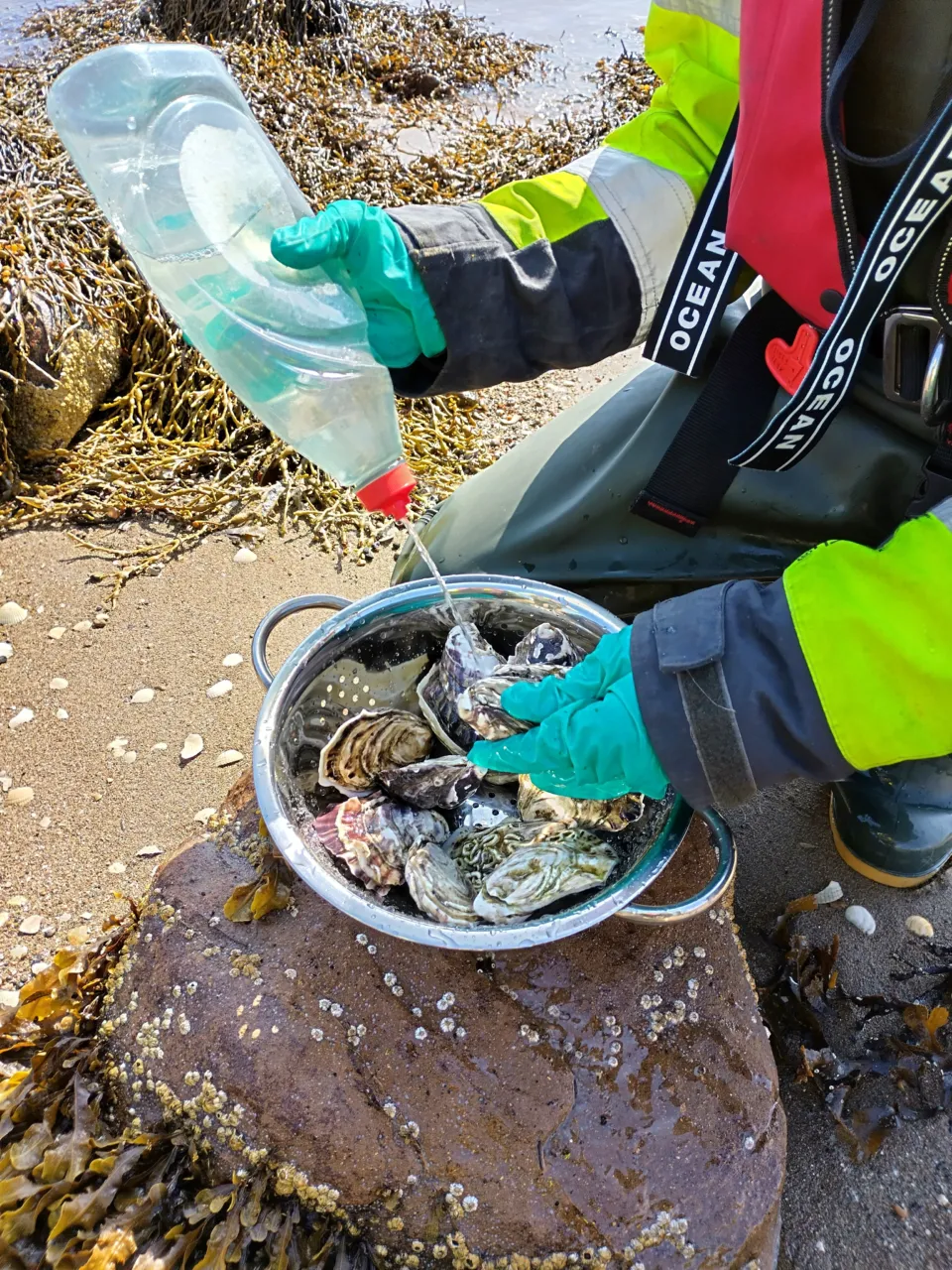 Shellfish sampling 1